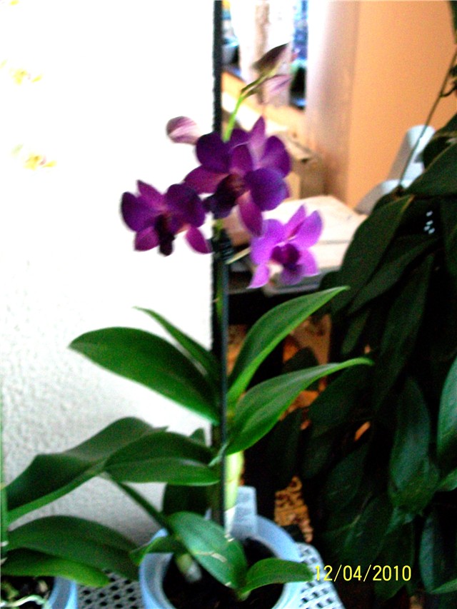 orhideja  Dendrobium